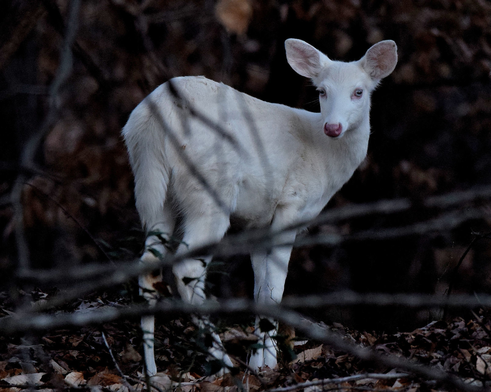 Return of the albino
